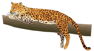 pantheranimal-models-and-silhouette-vector-186999