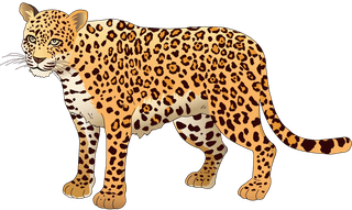 pantheranimal-models-and-silhouette-vector-955223