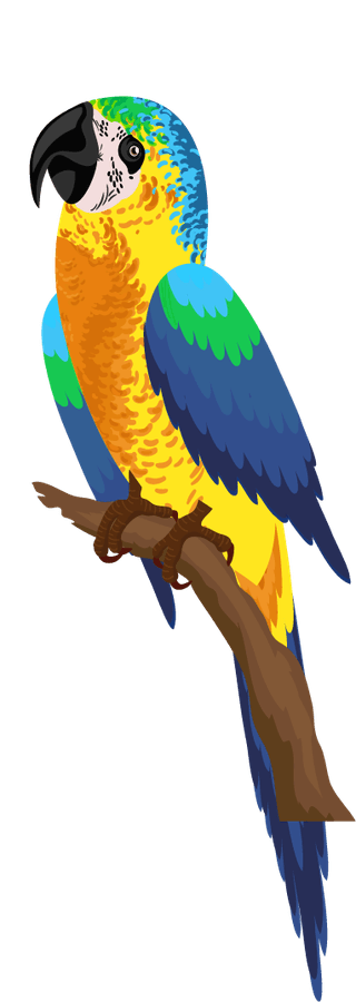 parrotbirds-species-icons-colorful-parrots-woodpecker-sketch-395762