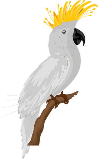 parrotbirds-species-icons-colorful-parrots-woodpecker-sketch-736027