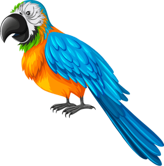 parrotset-diffrent-birds-cartoon-style-isolated-white-background-615122