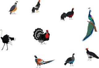 peacockgalliformes-design-elements-turkey-peafowl-chicken-ostrich-sketch-840220