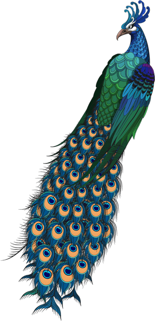 peacockoriental-painting-design-elements-peacocks-flowers-icons-sketch-507011