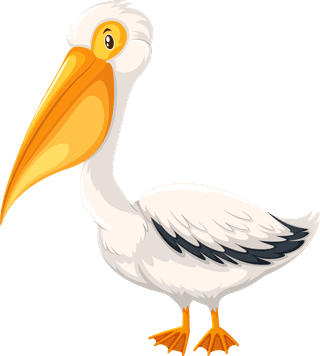 pelicanset-diffrent-birds-cartoon-style-isolated-white-background-154036