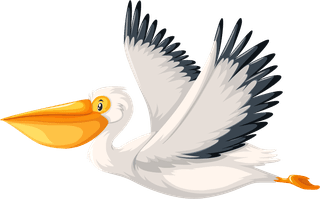 pelicanset-wild-animals-896048