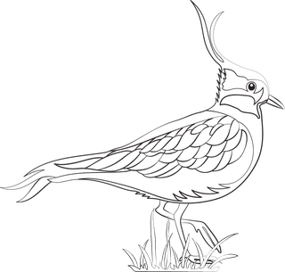 pencildrawing-bird-birds-species-black-white-handdrawn-sketch-739755