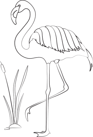 pencildrawing-bird-birds-species-black-white-handdrawn-sketch-473186
