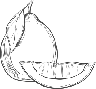 pencildrawing-fruit-monochrome-exotic-tropical-fruits-collection-210342