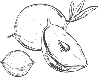 pencildrawing-fruit-monochrome-exotic-tropical-fruits-collection-203526