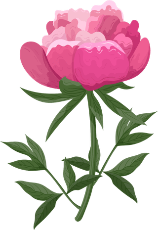 peoniespetals-icons-pink-blooming-design-160652