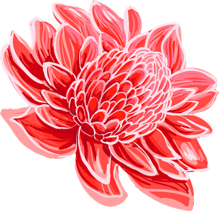 peonyset-vector-illustration-fresh-ginger-root-sliced-flower-ginger-tea-494083