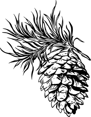 pinecone-icons-black-white-classic-handdrawn-sketch-897507