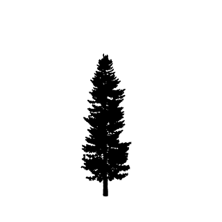 pinetree-silhouettes-in-minimalist-style-featuring-diverse-shapes-and-high-contrast-for-nature-themed-projects-706924