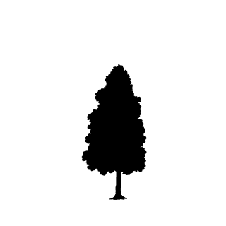 pinetree-silhouettes-in-minimalist-style-featuring-diverse-shapes-and-high-contrast-for-nature-themed-projects-719209