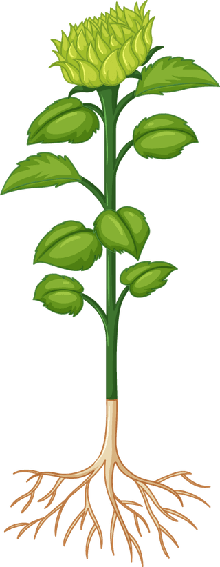 plantgrowth-progress-diagramv-illustration-112777