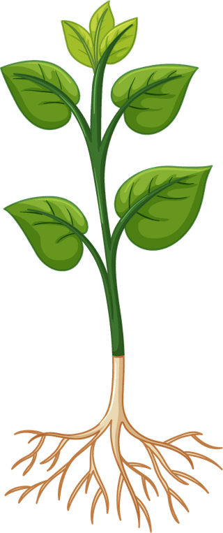 plantgrowth-progress-diagramv-illustration-177824
