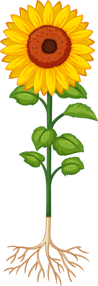 plantgrowth-progress-diagramv-illustration-355914
