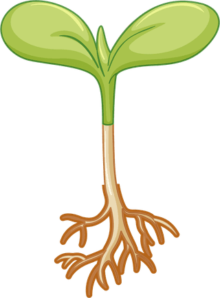 plantgrowth-progress-diagramv-illustration-587337