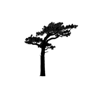 largefoliage-plant-and-tree-silhouette-402024