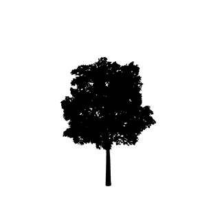 largefoliage-plant-and-tree-silhouette-410674
