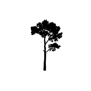 largefoliage-plant-and-tree-silhouette-404906