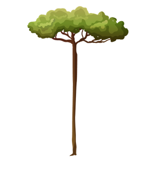 planttree-with-its-silhouette-560177