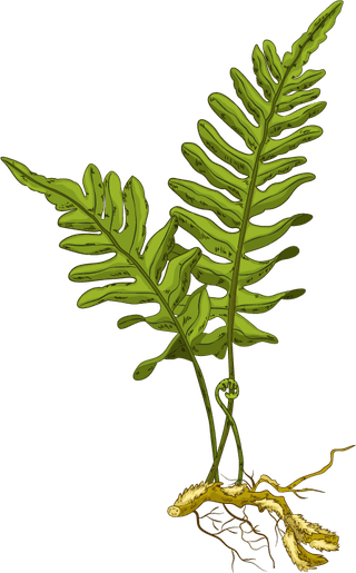 polypodiumlcucotomos-natural-herbs-icons-colorful-design-fresh-tree-sketch-736787