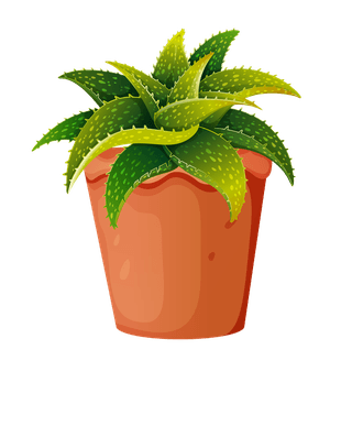 potsset-different-plants-pots-isolated-white-background-95656