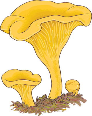raremushroom-mushroom-boletus-edulis-953227