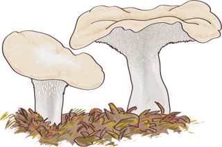 raremushroom-mushroom-boletus-edulis-658283