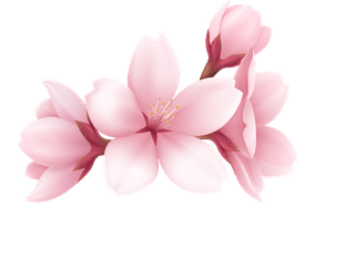 realisticbeautiful-sakura-branches-flowers-petals-illustration-100852