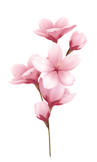 realisticbeautiful-sakura-branches-flowers-petals-illustration-444870