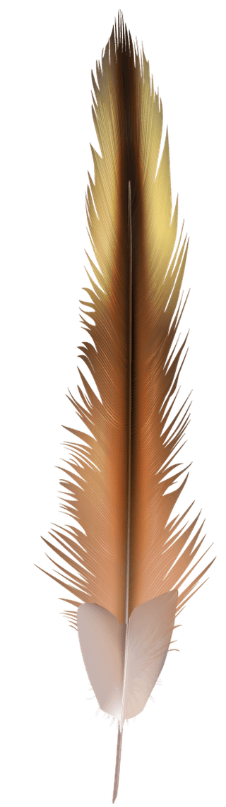detailedcolorful-realistic-feather-of-different-birds-829208