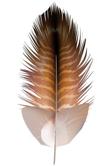 detailedcolorful-realistic-feather-of-different-birds-858563