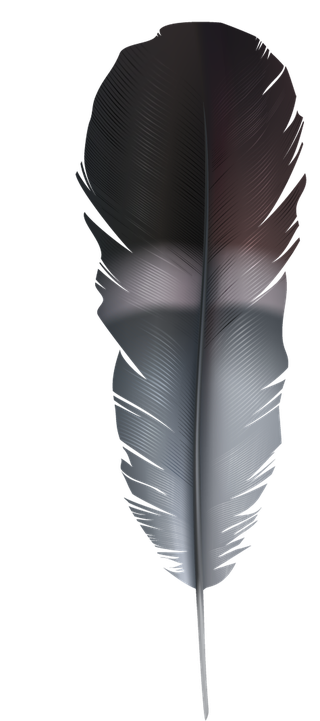 detailedcolorful-realistic-feather-of-different-birds-862668