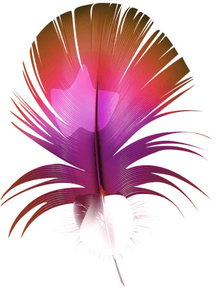 detailedcolorful-realistic-feather-of-different-birds-879115