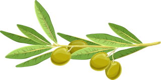 realisticolive-branches-leave-fruit-283695