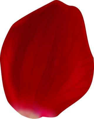 realisticrose-petals-isolated-938715