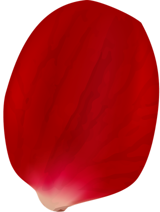 realisticrose-petals-isolated-735845
