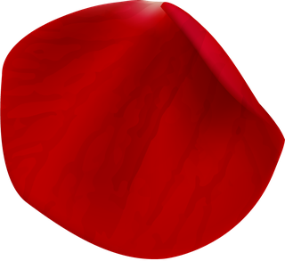 realisticrose-petals-isolated-884541