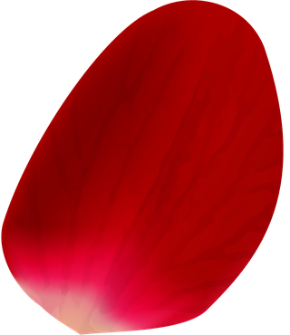 realisticrose-petals-isolated-141903