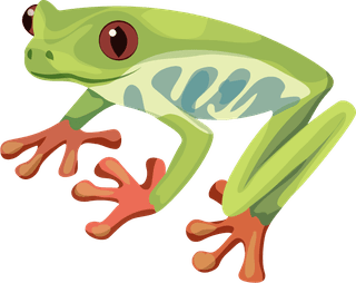 redeyed-tree-frog-animal-education-design-elements-python-frog-iguana-sketch-404645