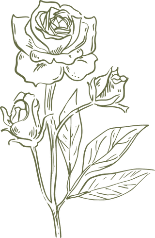 roserealistic-hand-drawn-essential-oil-herb-collection-771247