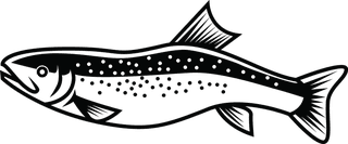 salmonfree-rainbow-trout-vector-for-your-needed-621067