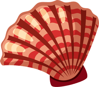 scallopsdifferent-types-of-seashells-on-white-background-illustration-367616