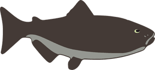 seafish-cartoon-dolphin-297171