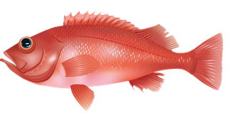 seafish-marine-fish-vector-15445