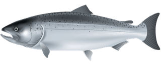 seafish-marine-fish-vector-985587