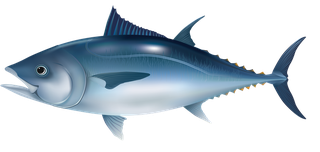 seafish-marine-fish-vector-581683