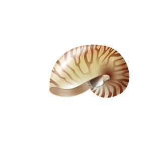 seasnails-seashell-realistic-set-234586